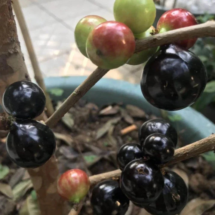 Plinia jaboticaba – "Paulista" (Large-Fruited Jabuticaba) Fruit Seeds for Unique Fruit Trees & Berry Harvests