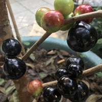 Plinia jaboticaba – "Paulista" (Large-Fruited Jabuticaba) Fruit Seeds for Unique Fruit Trees & Berry Harvests