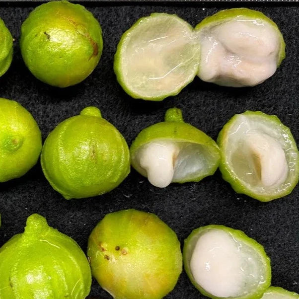 White jabuticaba Plinia phitrantha seeds for tropical garden