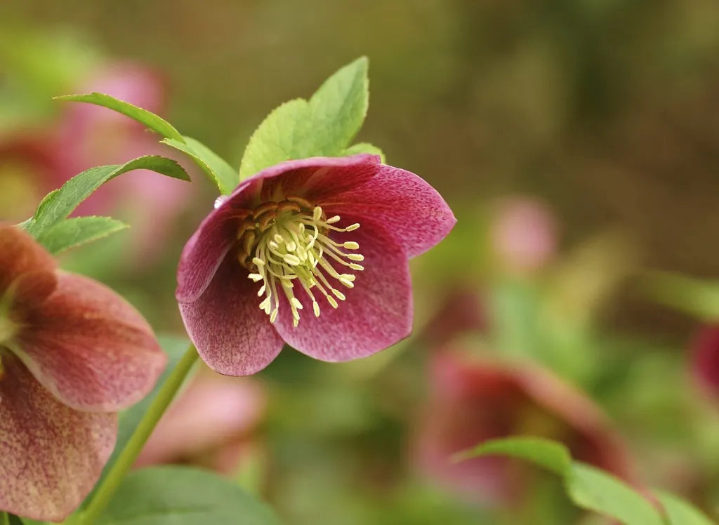 Fresco WOW! Hellebores
