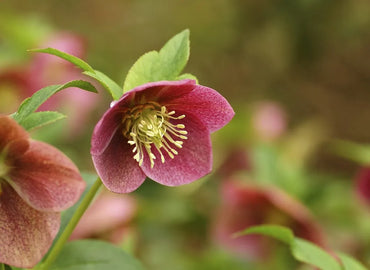 Fresco WOW! Hellebores