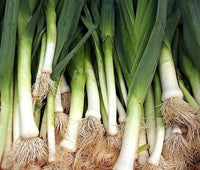 Leek American Flag Vegetable Seeds