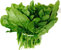 Spinach All Green Vegetable Seeds