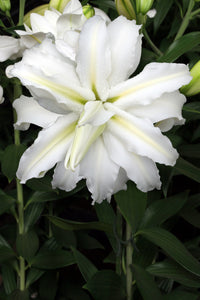 Polar Star Double Lily