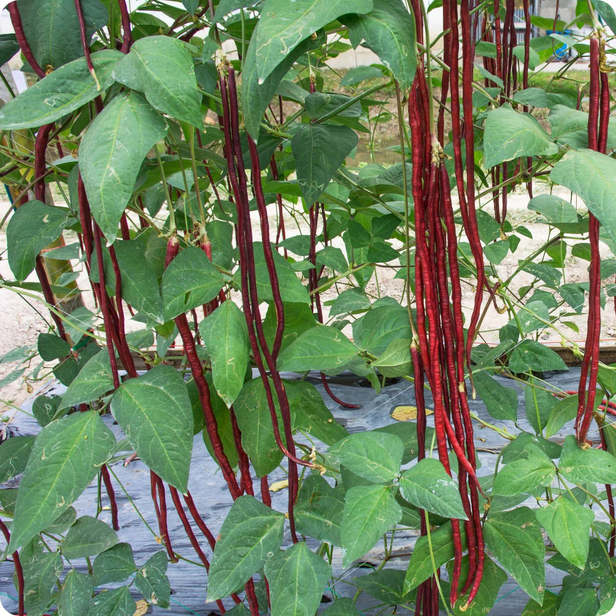 Red Noodle – Bean Seed
