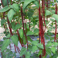 Red Noodle – Bean Seed