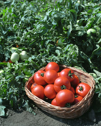 Polbig – Tomato Seed