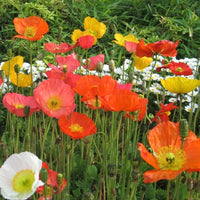Iceland Poppy- Victory Giants Mix