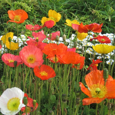 Iceland Poppy- Victory Giants Mix