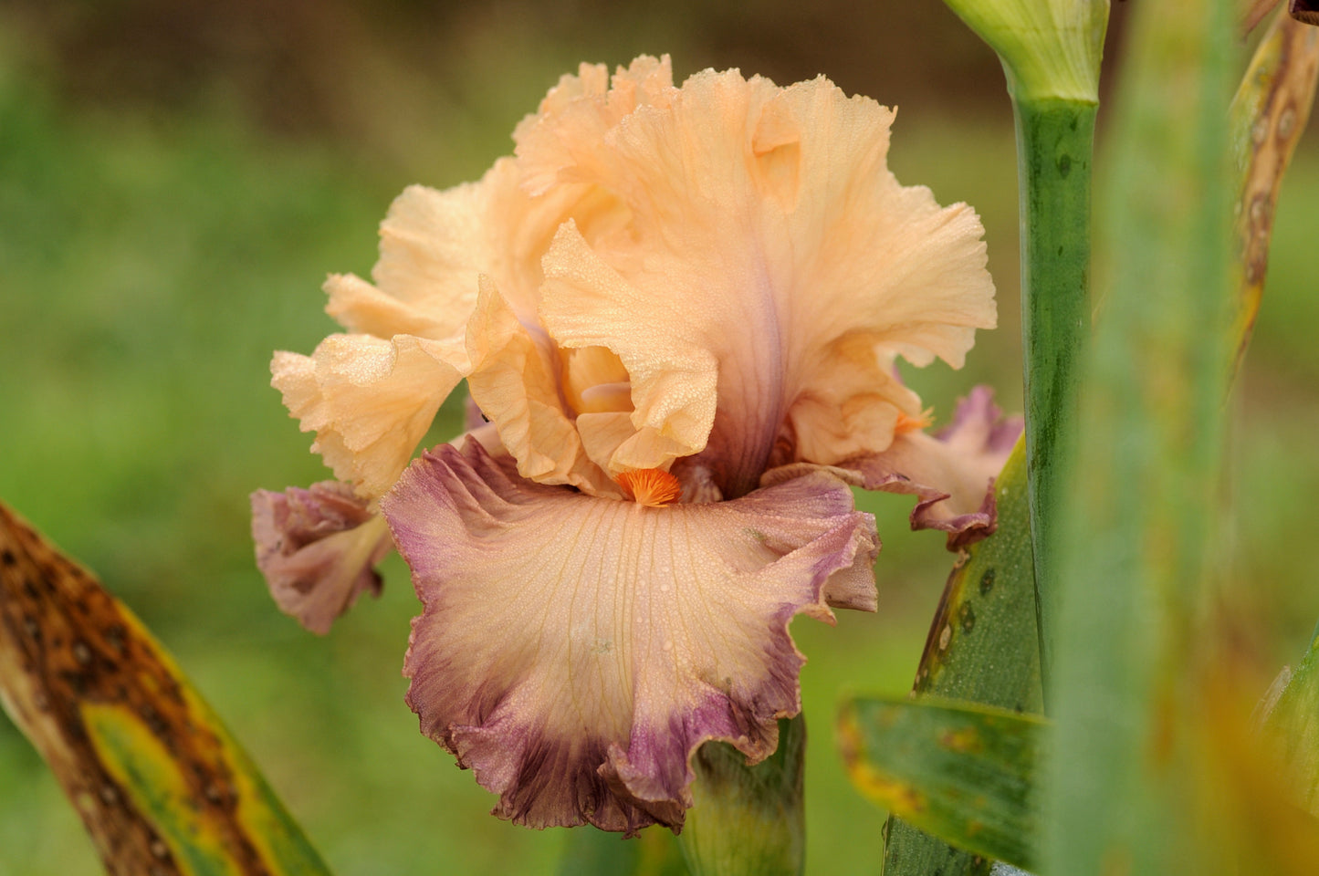 Poster Girl Bearded Iris Seeds