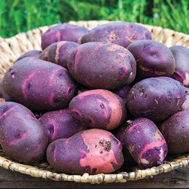 Purple Viking – Organic Seed Potatoes