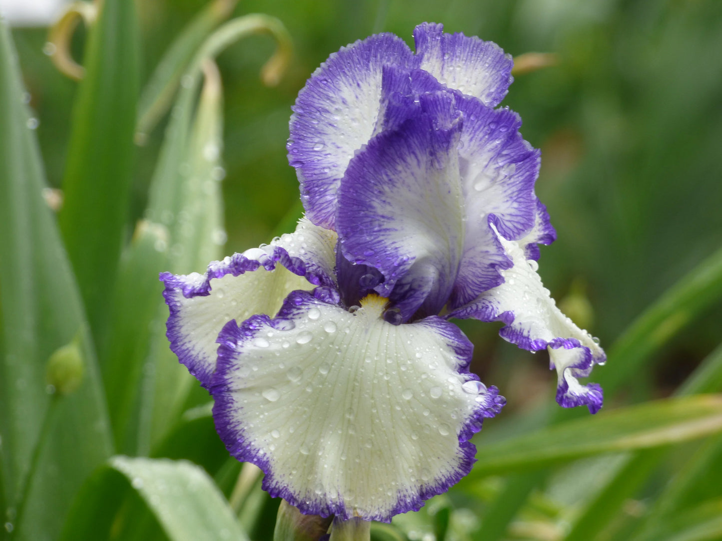 Ink Patterns Bearded Iris Seeds