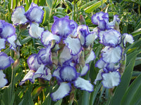 Presby's Crown Jewel Bearded Iris Seeds