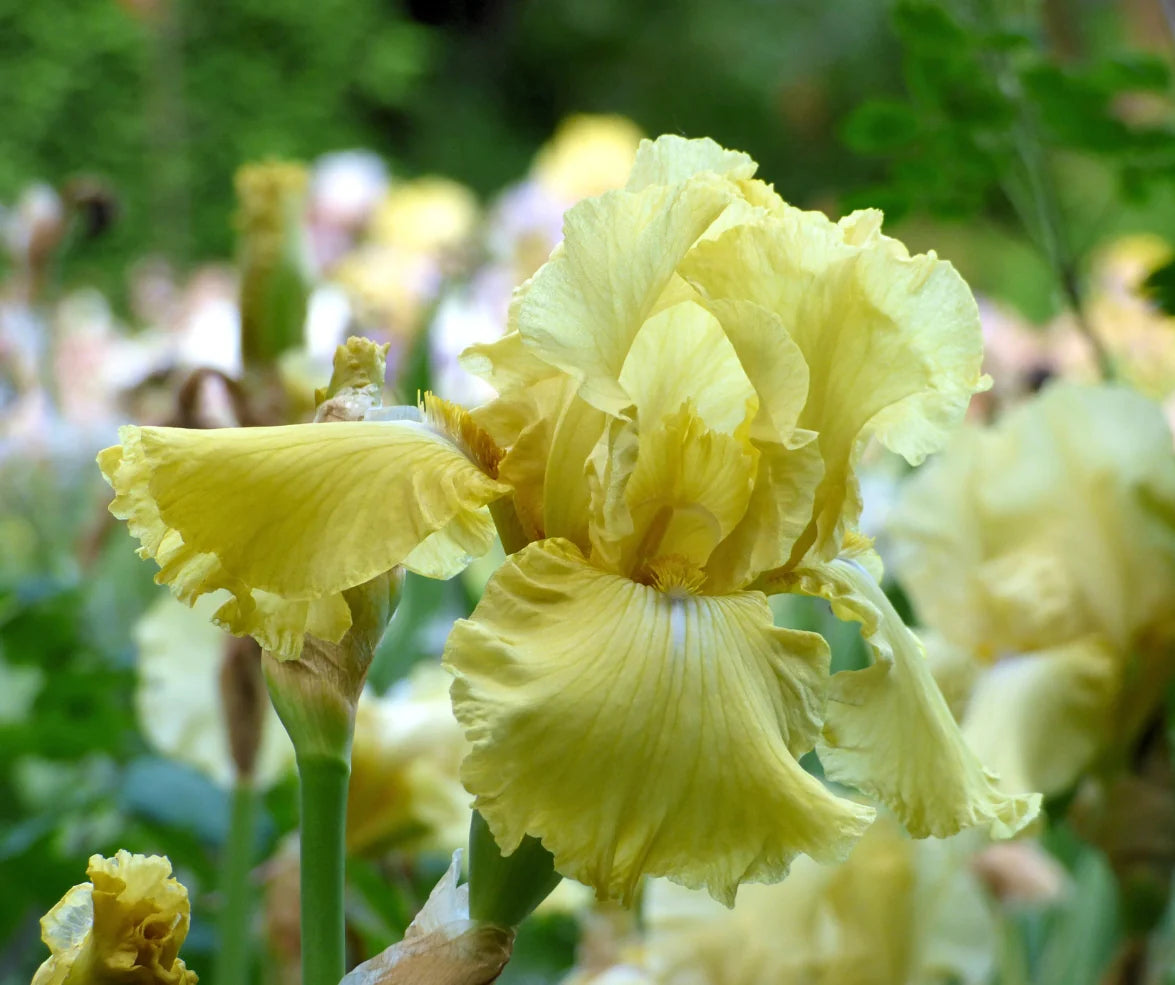 Pride of Ireland Bearded Iris Seeds
