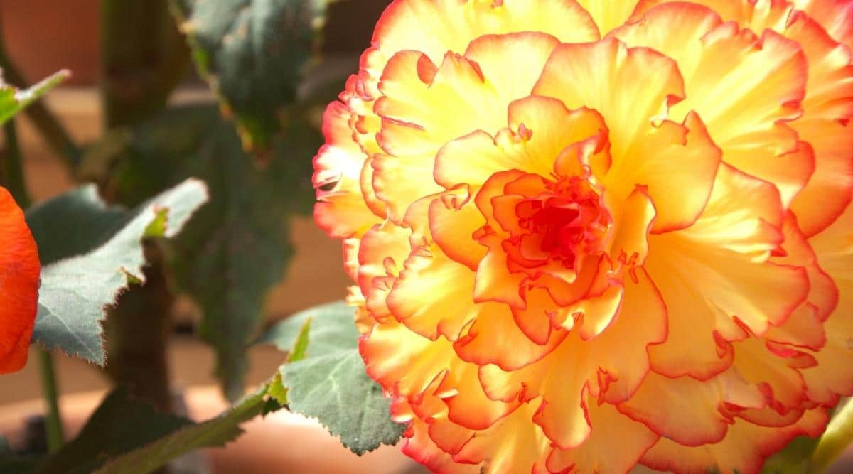 Prima Donna Begonia Yellow with Red Picotee