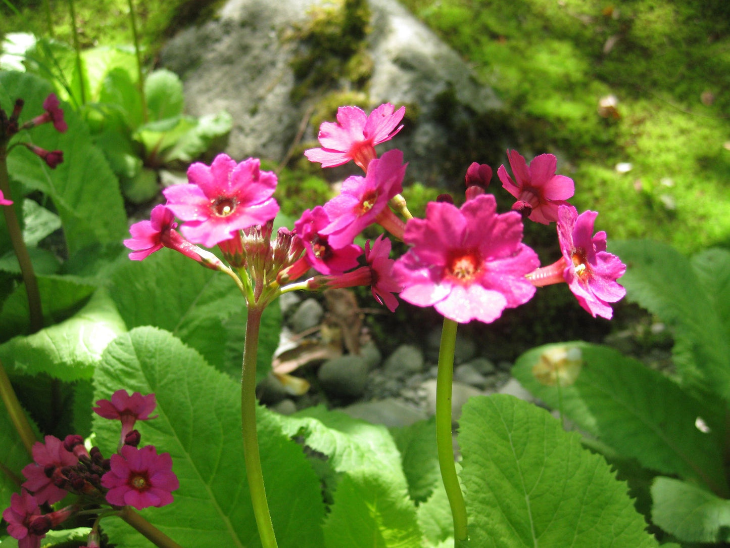 Primula Japonica Flower Seeds, Heirloom, Non-GMO Seeds for Planting - Japonica for planting in home garden