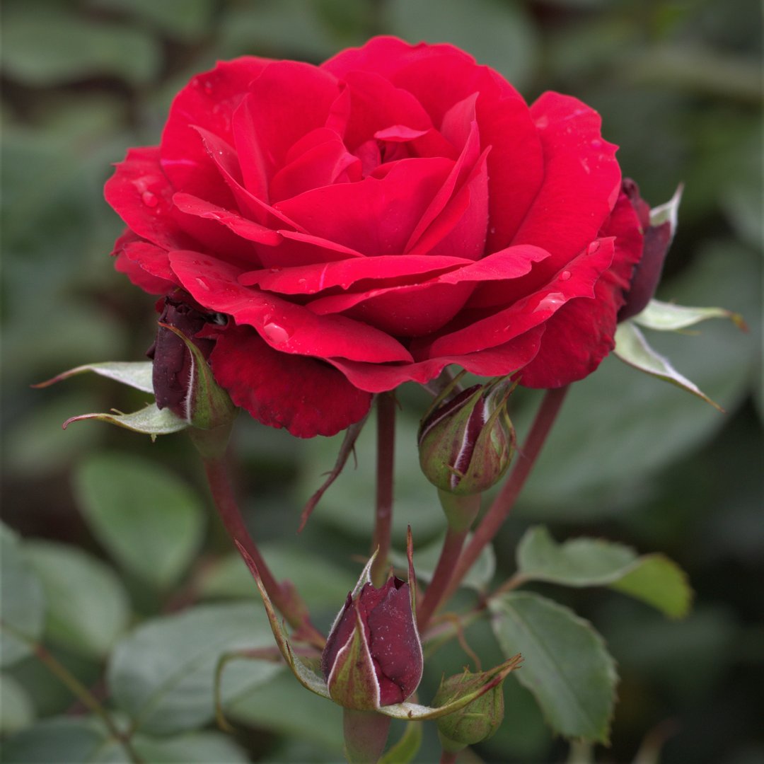Red Ribbons Groundcover Rose