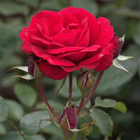 Red Ribbons Groundcover Rose