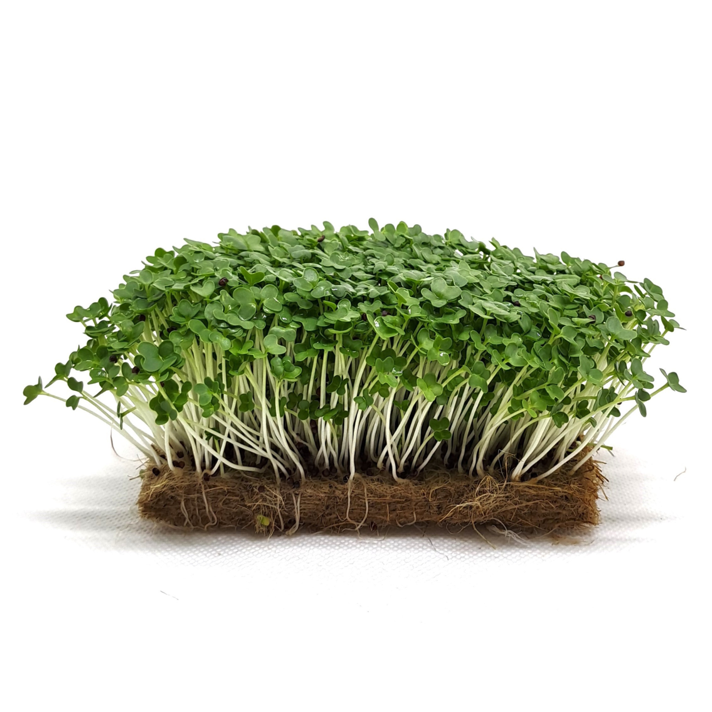 Mustard, Wasabina – Microgreen Seed