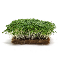 Mustard, Wasabina – Microgreen Seed