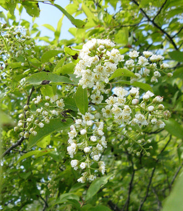 Heirloom Non-GMO Verbena Chokecherry Flower Seeds for Planting – Pollinator-Friendly Blooms
