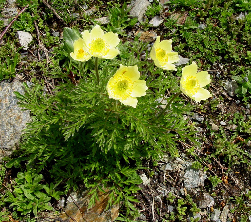 Heirloom Non-GMO Yellow Anemone Pulsatilla Flower Seeds for Planting – Hardy Perennial Seeds - Non-GMO for planting in home garden