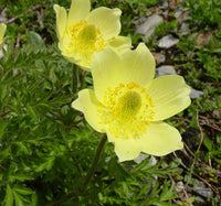 Heirloom Non-GMO Yellow Anemone Pulsatilla Flower Seeds for Planting – Hardy Perennial Seeds