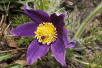 Purple Pasque Flower Seeds – Heirloom Non-GMO Perennial Seeds for Vibrant Garden Displays
