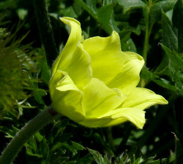 Heirloom Non-GMO Yellow Anemone Pulsatilla Flower Seeds for Planting – Hardy Perennial Seeds