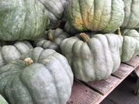 Jarrahdale Large – Pumpkin Seed