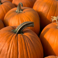 Early Giant – Treated Pumpkin Seed