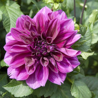 Emperor Dahlia