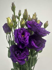 Purple Echo Lisianthus Flower Seeds for Planting - Heirloom, NON-GMO Seeds - Garden Blooms, Easy to Grow