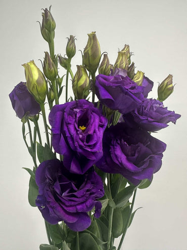 Purple Echo Lisianthus Flower Seeds for Planting - Heirloom, NON-GMO Seeds - Garden Blooms, Easy to Grow