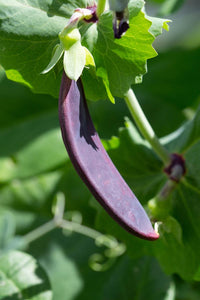 Royal Snow – Purple Snow Pea Seeds