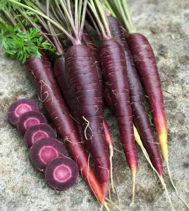 Purple 68 – Carrot Seed