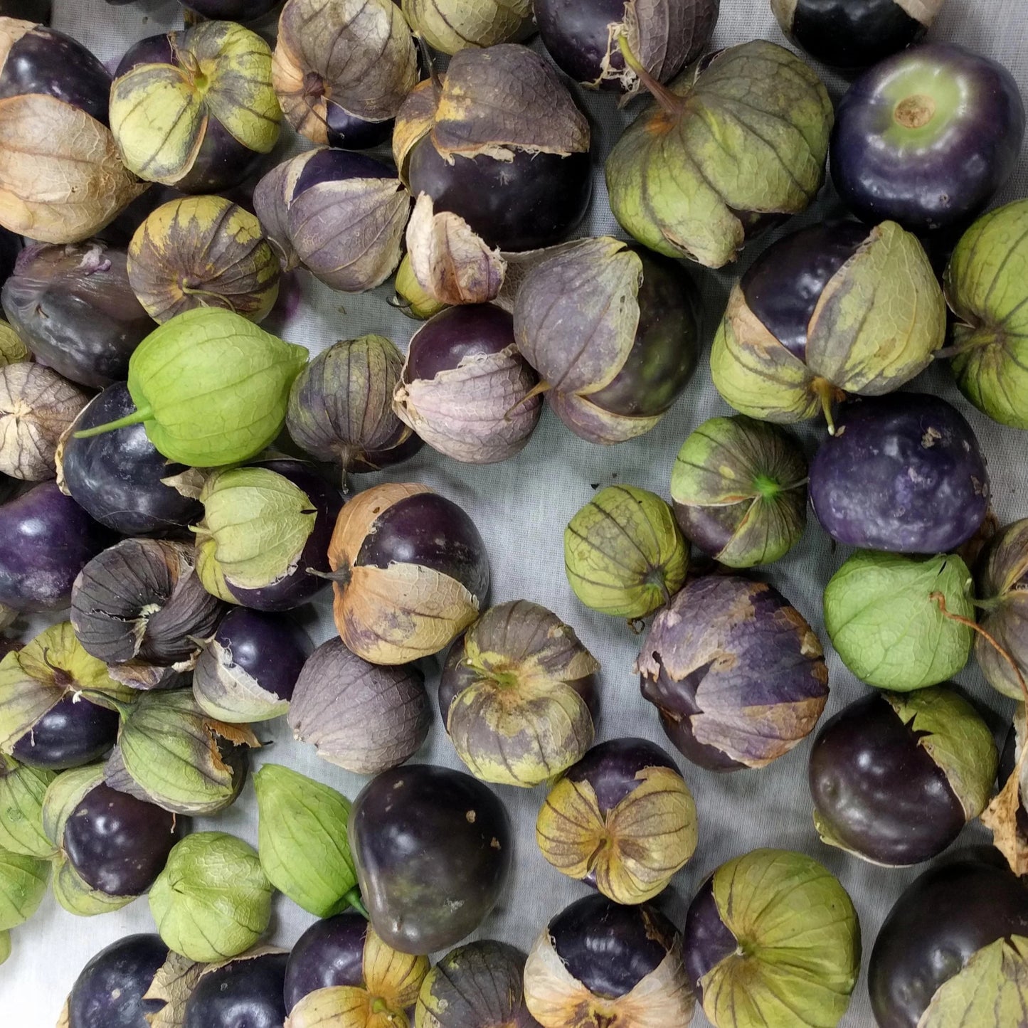 De Milpa – Organic Tomatillo Seed
