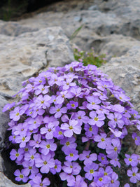 Aubrieta Flower Seeds for Planting 100 - Flower for planting in home garden