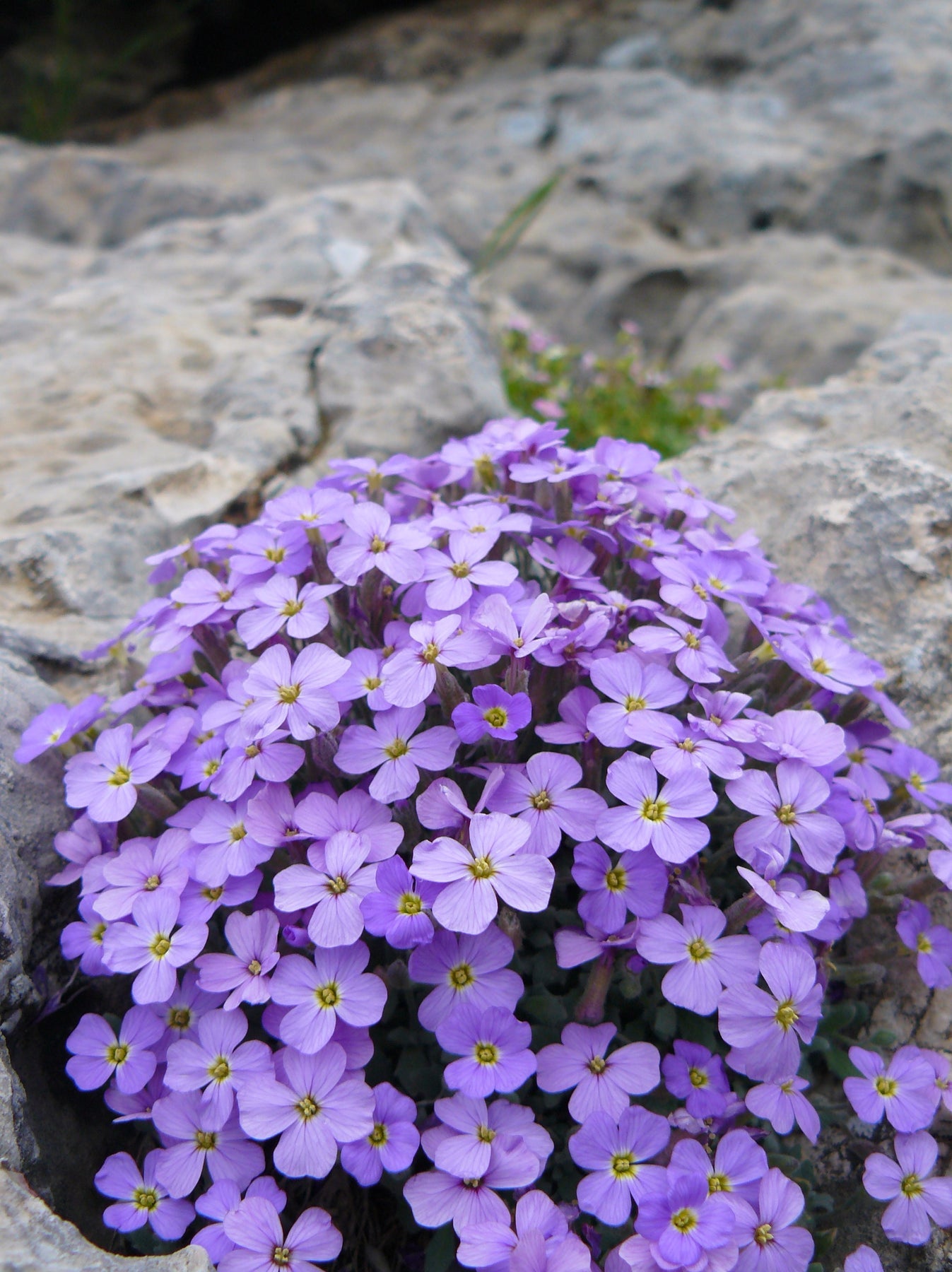 Aubrieta Flower Seeds for Planting 100 - Flower for planting in home garden