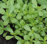 Purslane, Red Gruner – Microgreen Seed