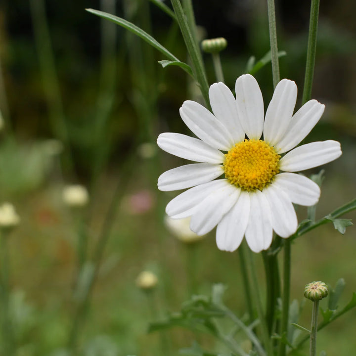 Heirloom Pyrethrum Seeds – Non-GMO Flower Seeds for Planting