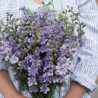 Galilee Mixture – Organic Larkspur Seed