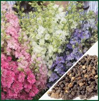 QIS? Larkspur Formula Mix – Larkspur Seed