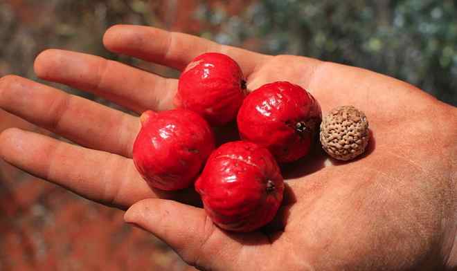 Quandong
