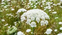 Queen Anne's Lace
