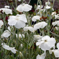 Organic White Alba Lychnis Flower Seeds for Planting – Heirloom, Non-GMO