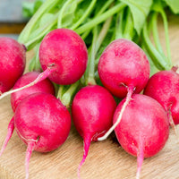 Pink Celebration – Radish Seed