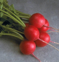Cherriette – Radish Seed