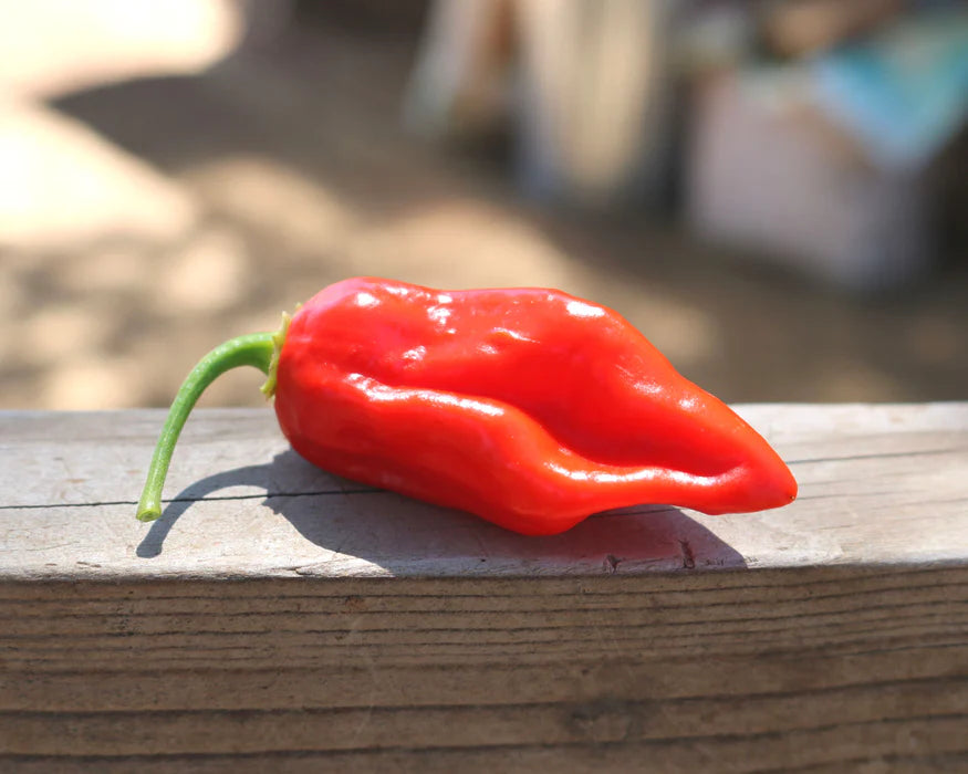 Roulette – Habanero Pepper Seed