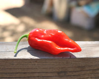 Roulette – Habanero Pepper Seed